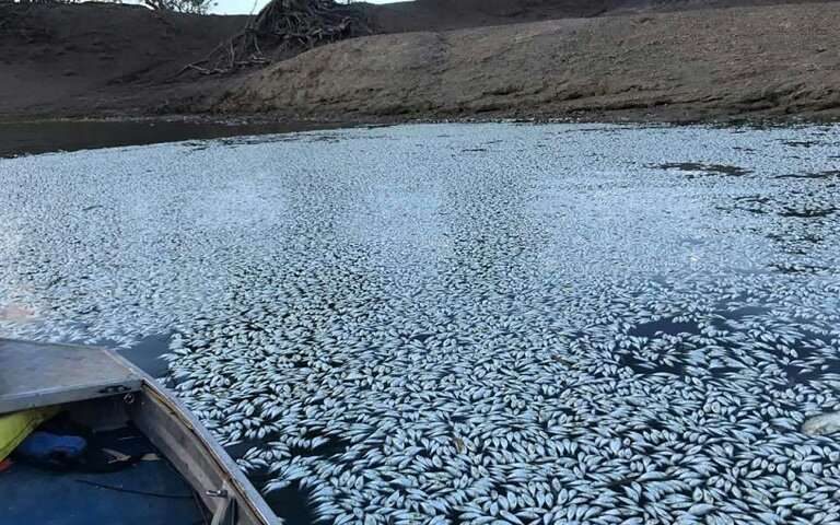 pesci morti caldo australia