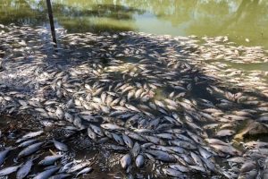pesci morti caldo australia