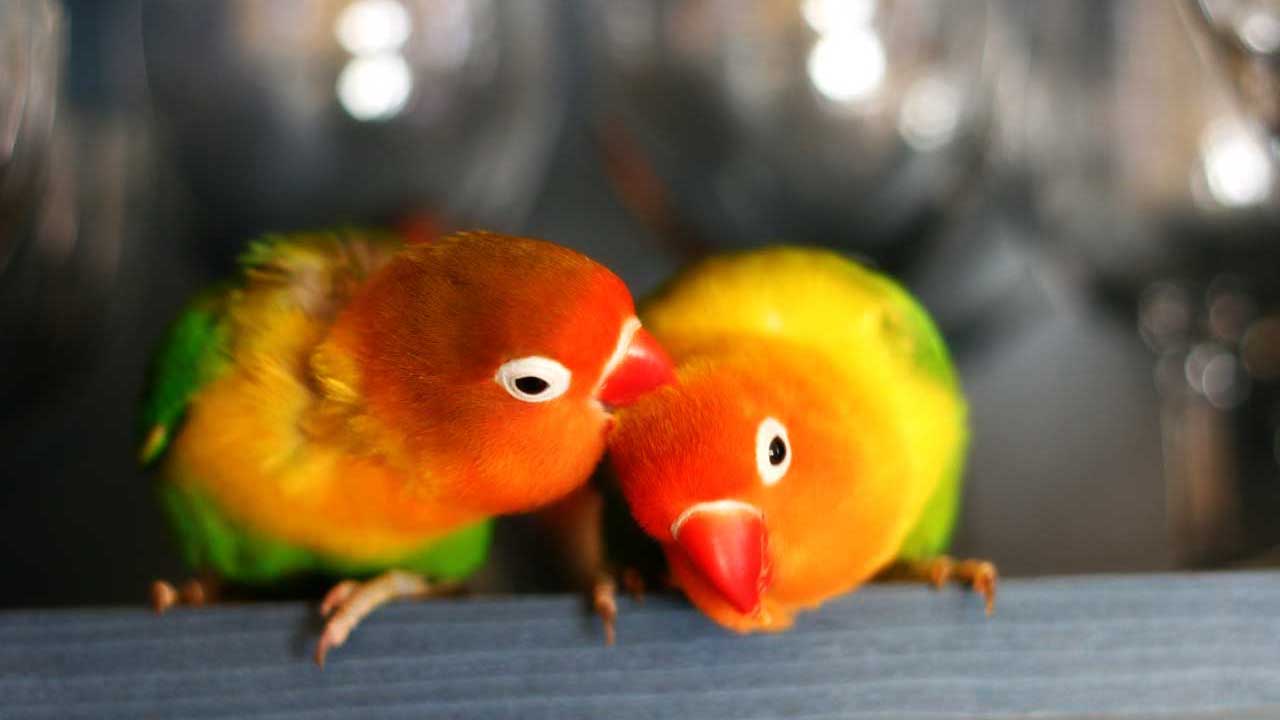 uccelli-monogamia-pappagalli