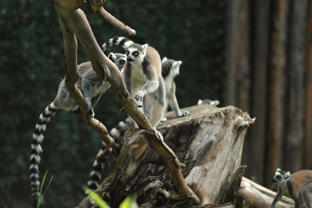 Bioparco Roma