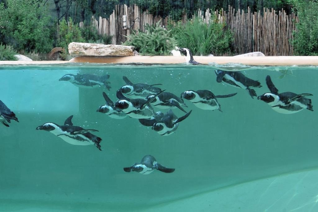 Bioparco Roma