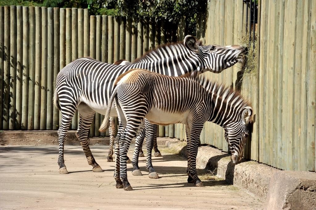 Bioparco Roma