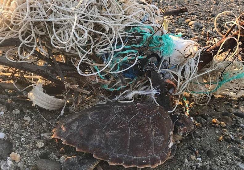 messina tartaruga caretta caretta