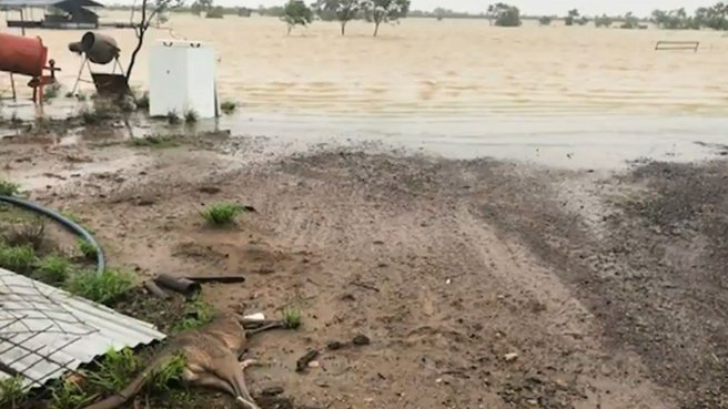 animali morti alluvioni australia