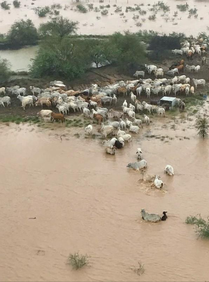 animali morti alluvioni australia