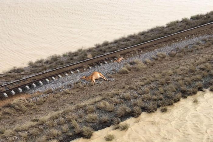 animali morti alluvioni australia