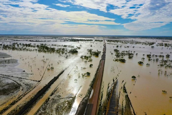 animali morti alluvioni australia