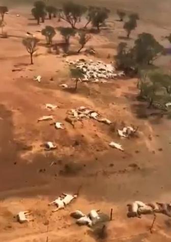animali morti alluvioni australia