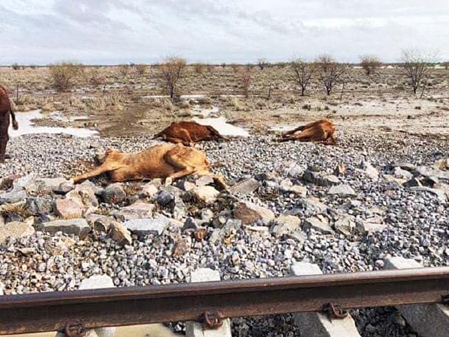 animali morti alluvioni australia