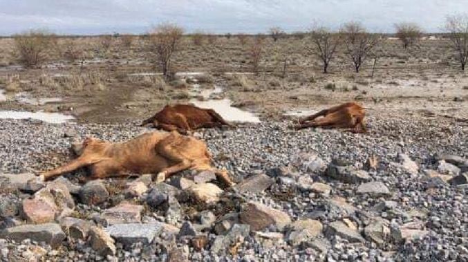 animali morti alluvioni australia