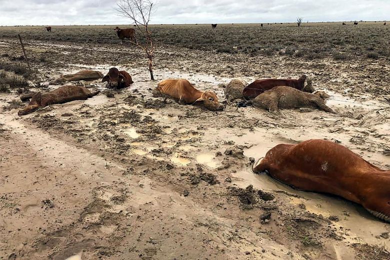 animali morti alluvioni australia