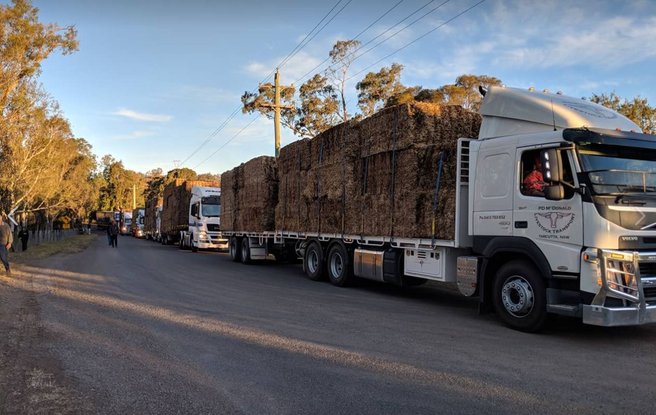 animali morti alluvioni australia