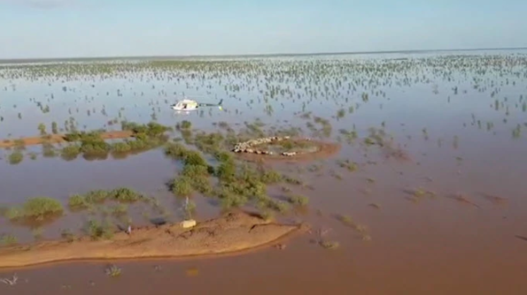animali morti alluvioni australia