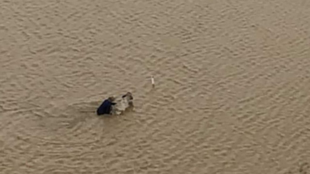 animali morti alluvioni australia