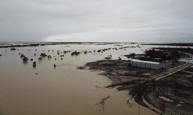 animali morti alluvioni australia