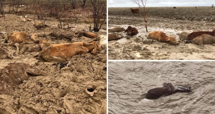 animali morti alluvioni australia