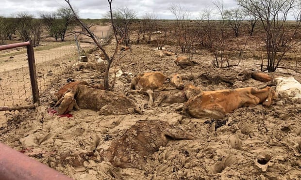 animali morti alluvioni australia