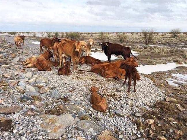 animali morti alluvioni australia
