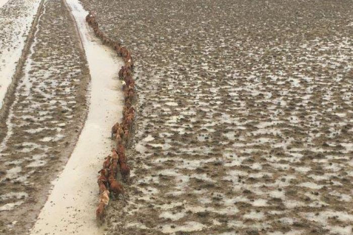 animali morti alluvioni australia