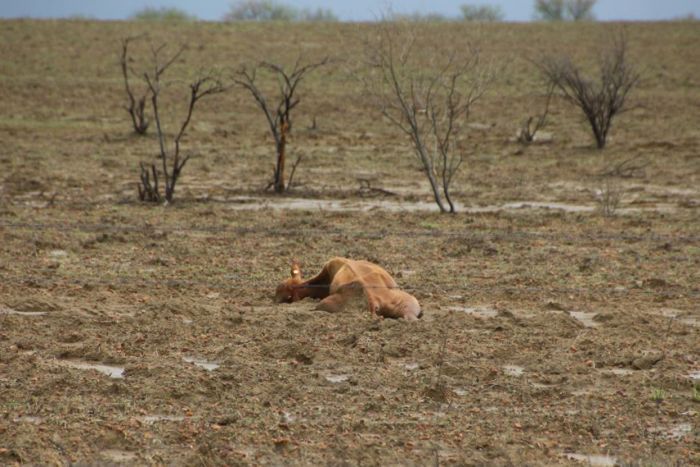 animali morti alluvioni australia
