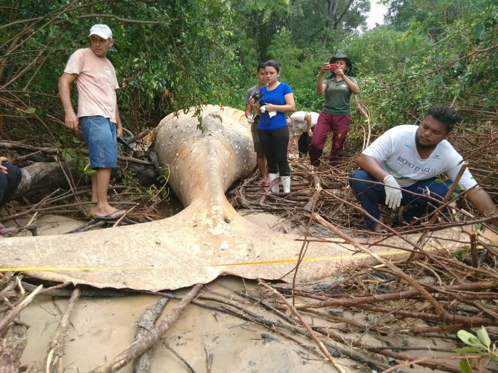 balena foresta amazzonica