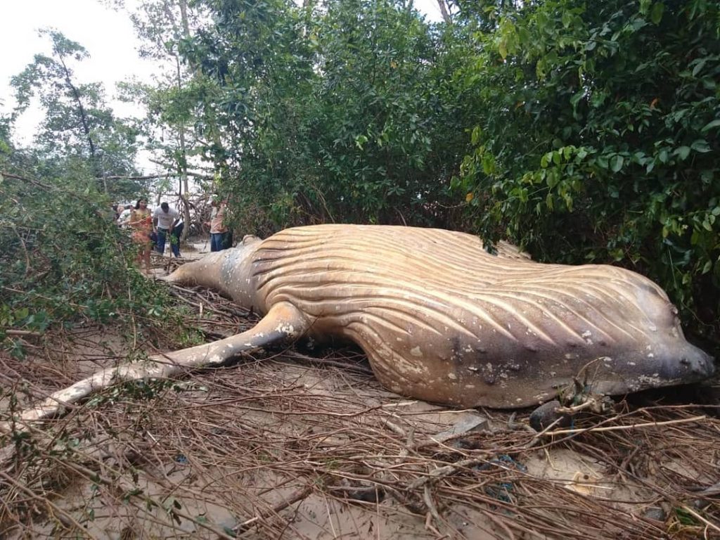 balena foresta amazzonica