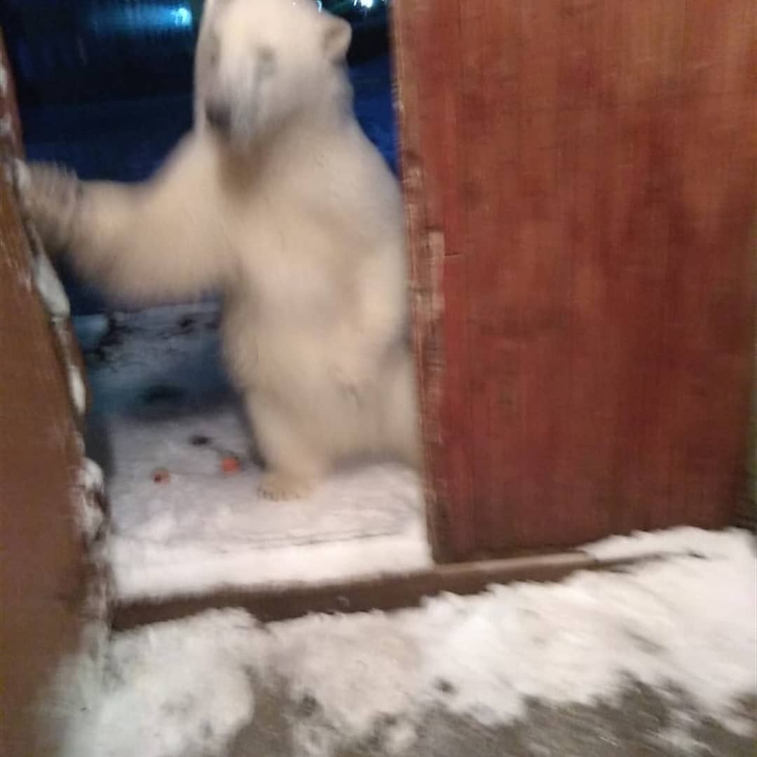 invasione orsi polari russia