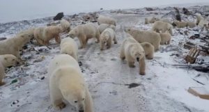 invasione orsi polari russia