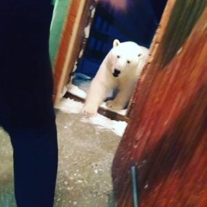 invasione orsi polari russia
