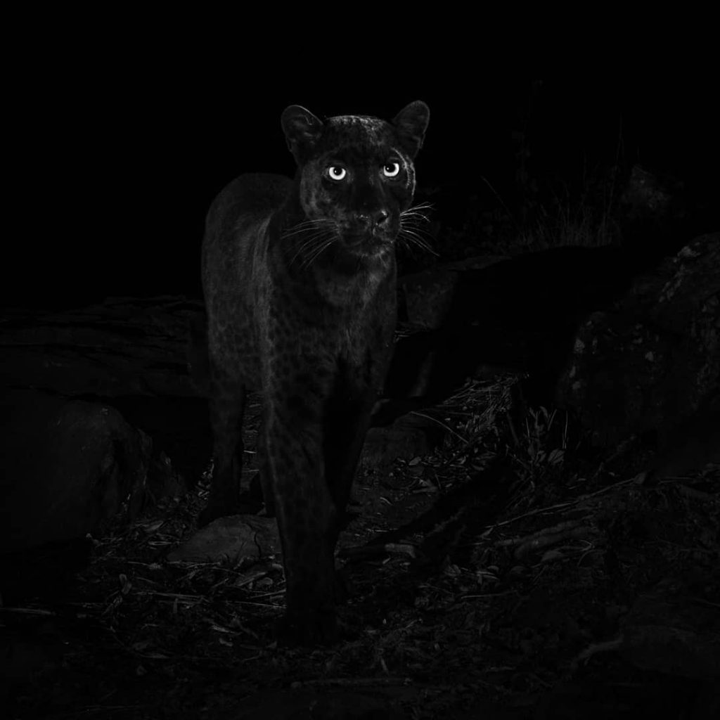 leopardo nero africano