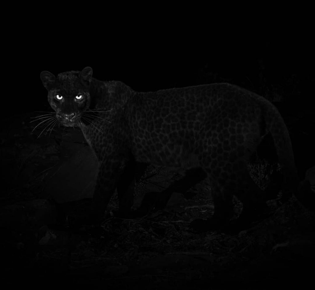 leopardo nero africano