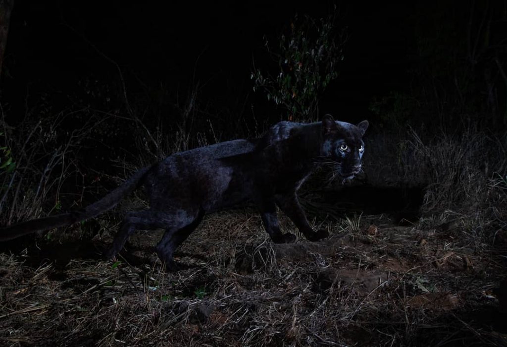 leopardo nero africano