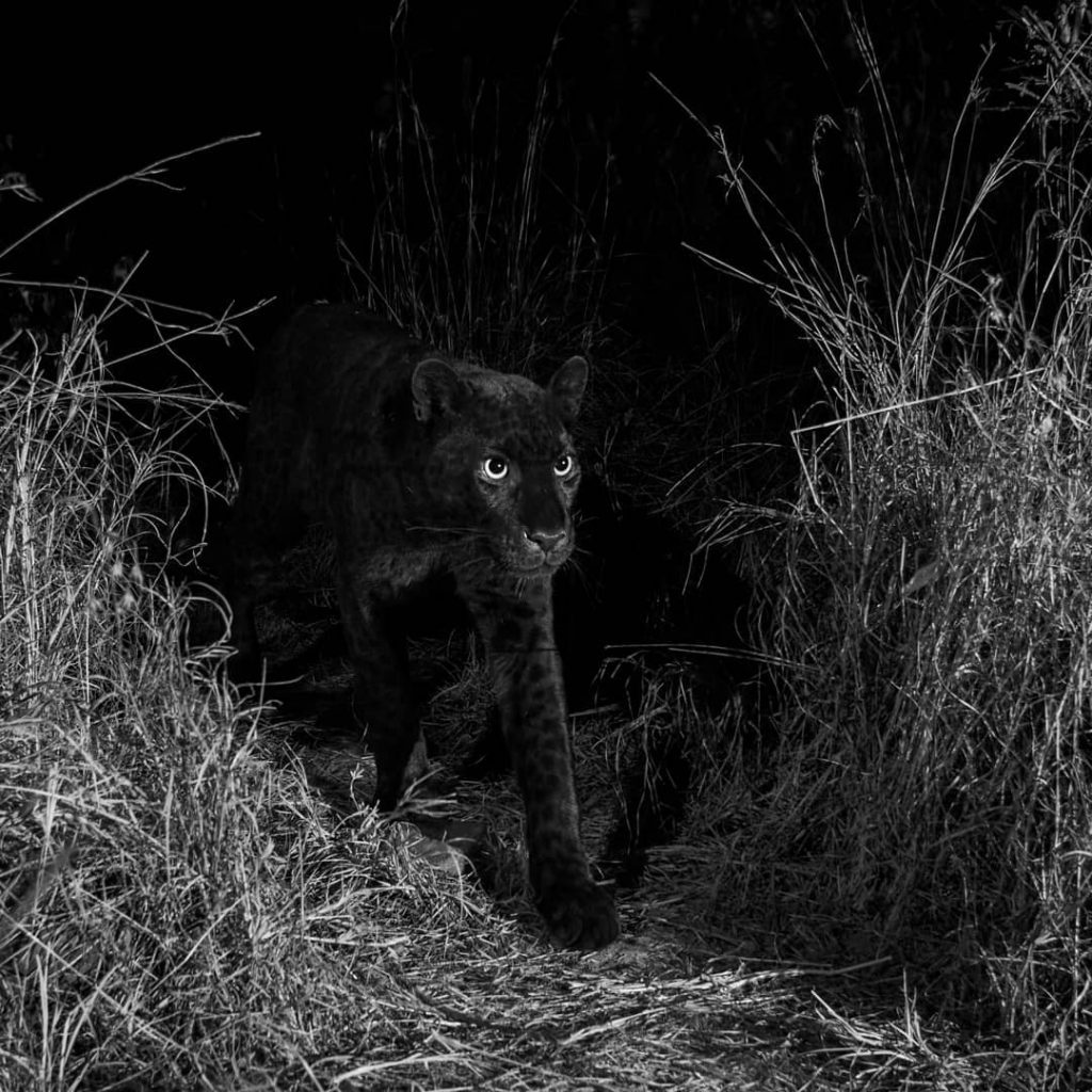 leopardo nero africano