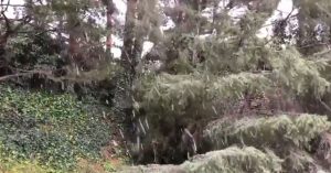 neve los angeles