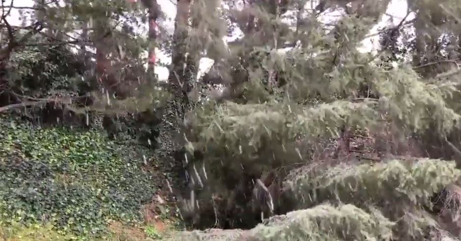 neve los angeles