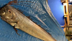 pesce regaleco terremoto giappone