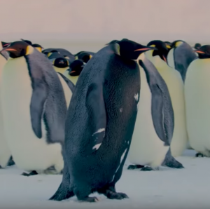 pinguino nero
