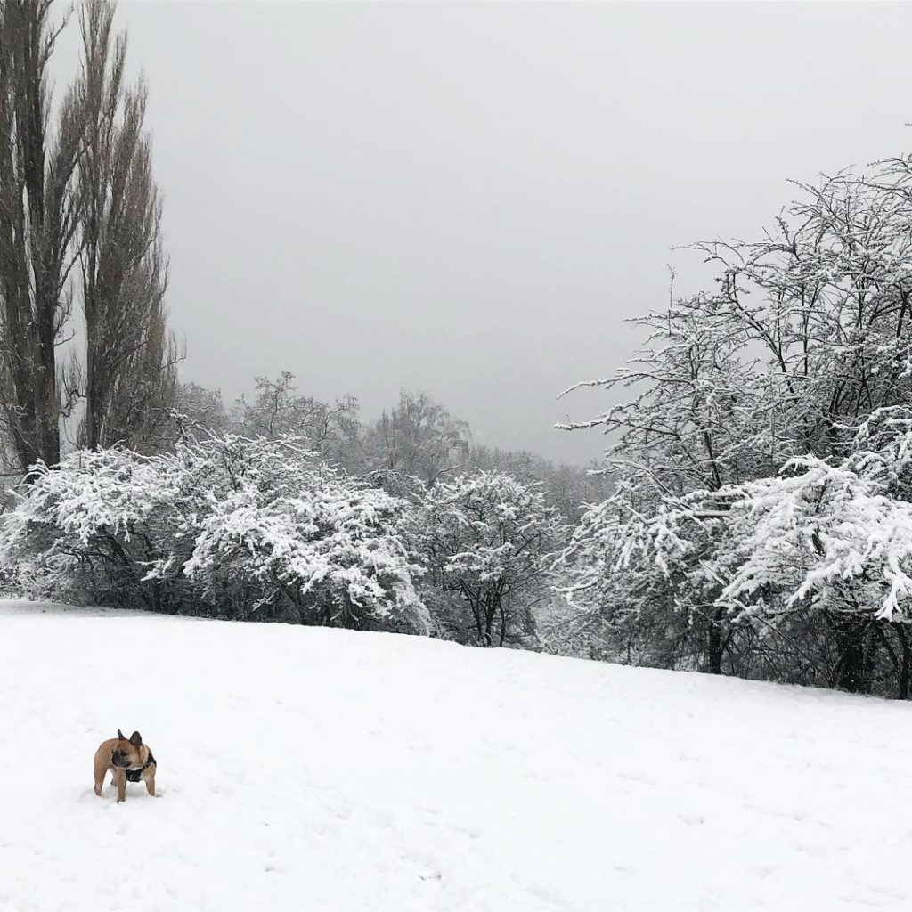 tempesta neve washington oregon