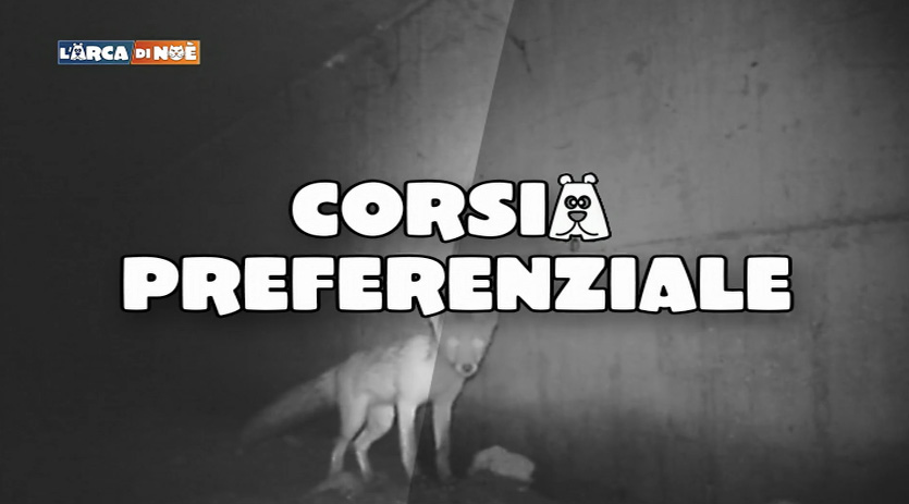 1) Servizio Arca di Noè A58-TEEM