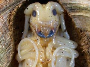 TARLO CINESE SPECIE ALIENA