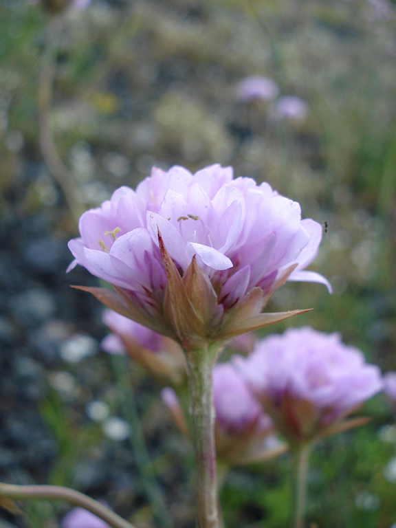 Armeria denticulata