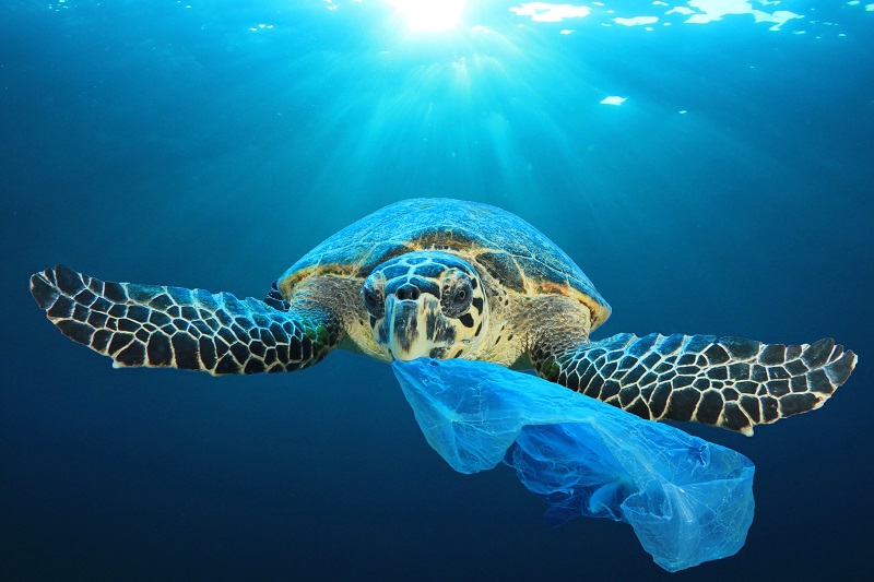 In fondo alla Fossa delle Marianne è stata trovata della plastica