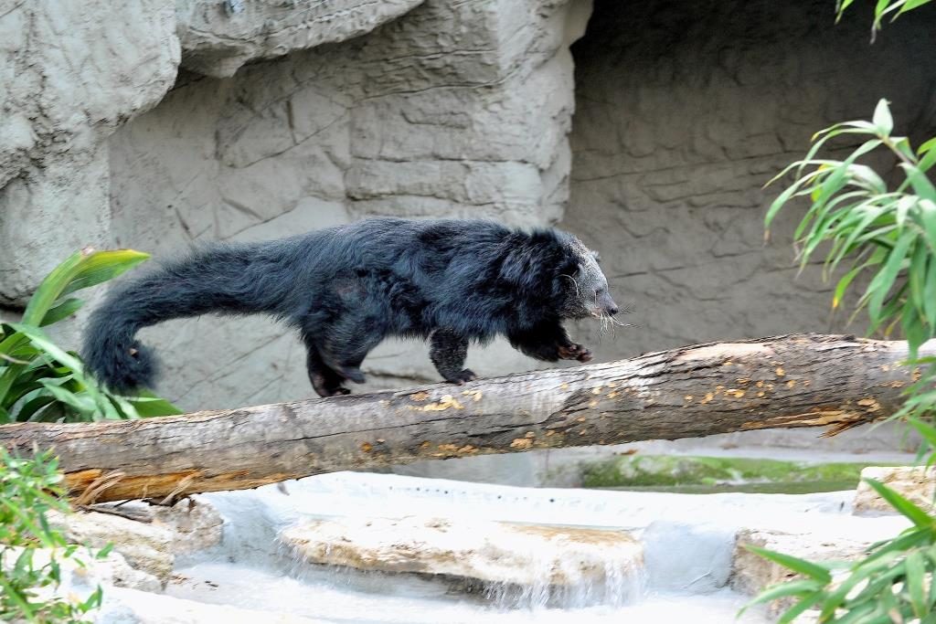 Bioparco Roma Arabella