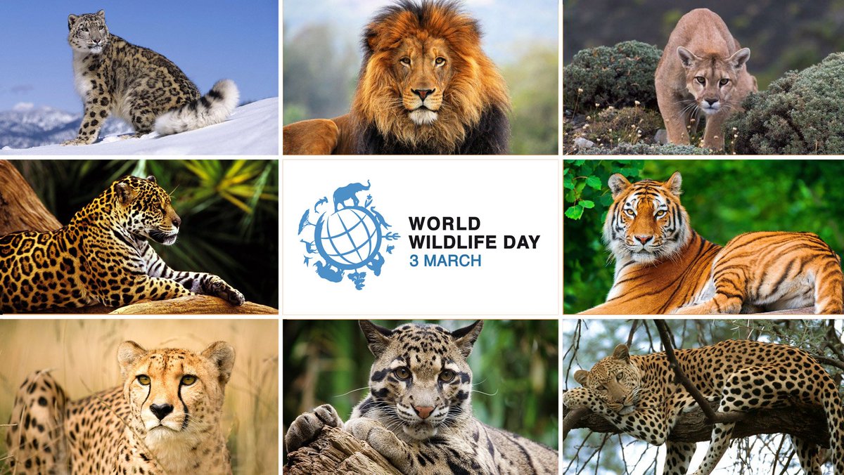World Wildlife Day 2019 2