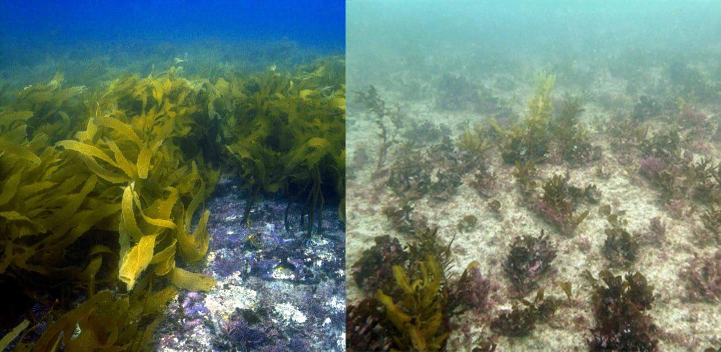 clima marino correnti calde confronto biodiversità