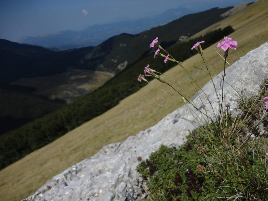 Dianthus brachycalyx