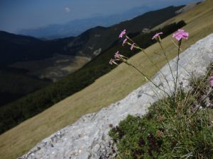 Dianthus brachycalyx