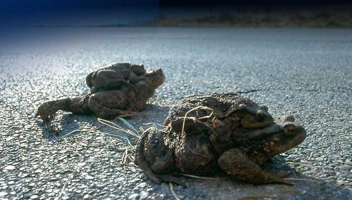 La notte degli gnomi aosta