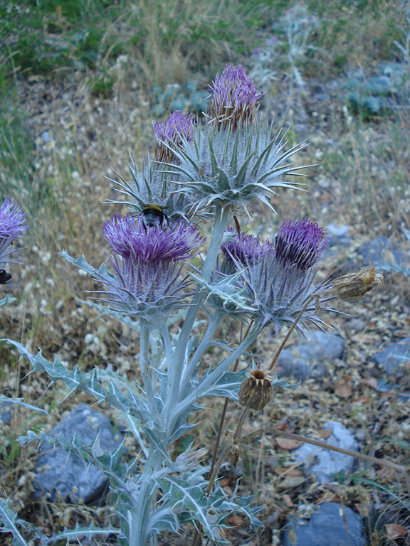 Ptilostemon niveus
