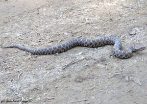 Salvataggio vipera Sila